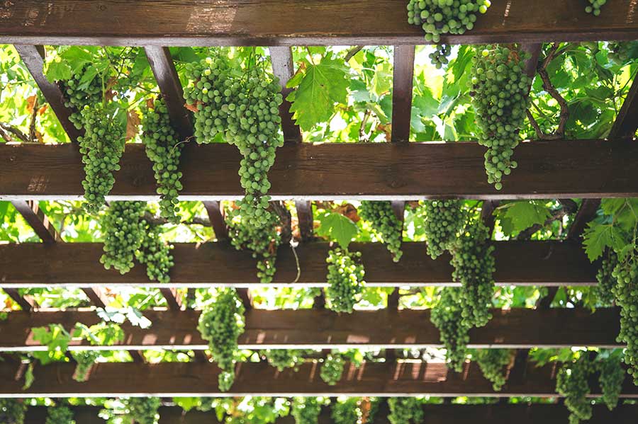 pergola with grapes and vines