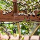 Pergola closeup with flowers and lightbulbs